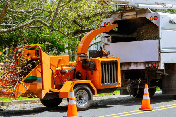 How Our Tree Care Process Works  in Cottonwood Shores, TX